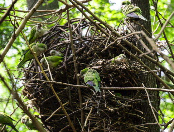 Nest 2